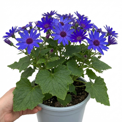Senetti Pericallis Pop Bang Blue Plant, Outdoor Garden Ready Summer Flowering, 6.5 Litre Root Ball
