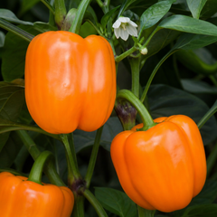 1 Large Plant - Grow Your Own Sweet Pepper Snack Orange, Outdoor Garden Ready