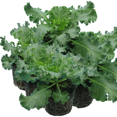 Ornamental Cabbage Red | 3 or 6 1L Pots