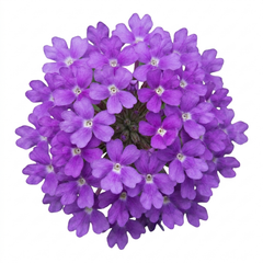 Verbena Bonariensis Hardy Perennial Plants, Tall Purple Cottage Garden Flowers, Outdoor Garden Ready, 1 Litre Root Ball