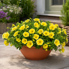 1 Petunia Bees Knees Flowering Plant, Outdoor Garden Ready, Summer Patio Bedding, 21cm Root Ball