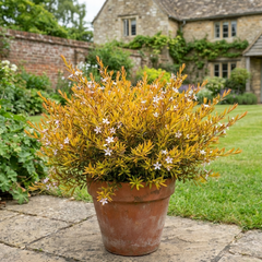 Diosma Sunset Gold Plant, Hardy Evergreen Flowering Shrub, Outdoor Garden Ready, 3L 17cm Root Ball