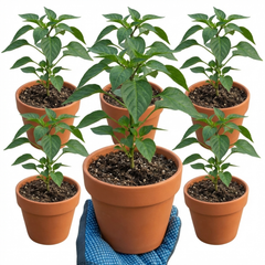 Chilli Pepper Plants - Padron Variety, Ready to Plant in Your Garden