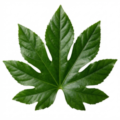 Fatsia Japonica Japanese Aralia Plant, Hardy Evergreen Shade Loving Shrub, 7.5 Litre Root-Ball