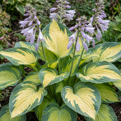 Paul's Glory Plantain Lily, Ready to Plant in Your Garden