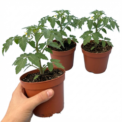 Set of 3 or 6 Large Plants - Tomato Golden Sunrise Variety, Ready to Plant in Your Garden
