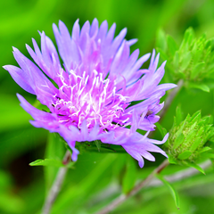 Stokesia Mel's Blue | 3L Pot