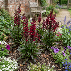 Lobelia Starship Burgundy Upright Hardy Perennial Plants, Outdoor Garden Ready, 1 Litre Root Ball