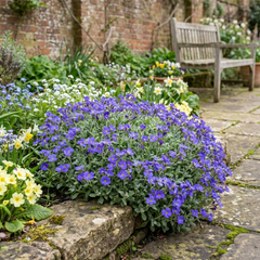 Aubrieta Kitte Blue, Ready to Plant in Your Garden, 1L