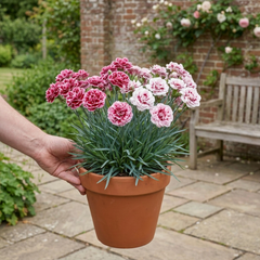 1 Cocktail Pink Dianthus Cosmopolitan Plant, Hardy Summer Perennial, Outdoor Garden Ready, 5 Litre Root Ball
