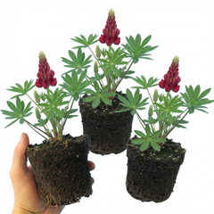 Lupin Legendary Red Hardy Perennial Plants, Summer Flowering, Bee Friendly Lupins, Outdoor Garden Ready, 1 Litre Root-Ball