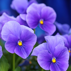 Upright Pansy Delta Pro Clear Light Blue | 3 or 6 1L Pots