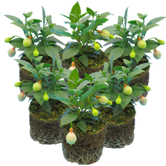 Fuchsia Diva White and Violet | 3 or 6 1L Pots