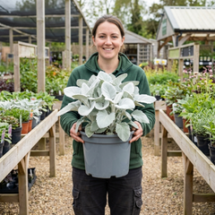 Senecio Angel Wings Silver Leaf Perennial Plant, Drought Tolerant, Garden Ready, 23cm/5L Root Ball
