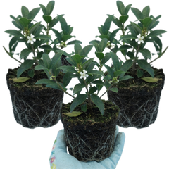 Osmanthus Burkwoodii Plants, Fragrant Evergreen Hedging Shrubs, Outdoor Garden Ready, White Flowers, 11cm Root-Ball