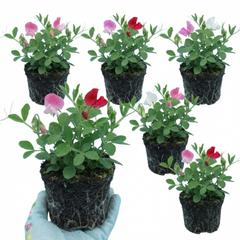 Sweet Pea Little Sweetheart Mix, 10.5 cm