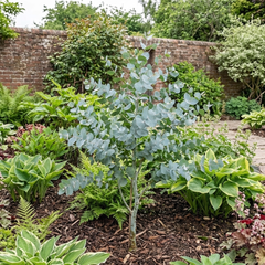 1 Large Plant - Eucalyptus France Blue, Outdoor Garden Ready, 7.5L Pot