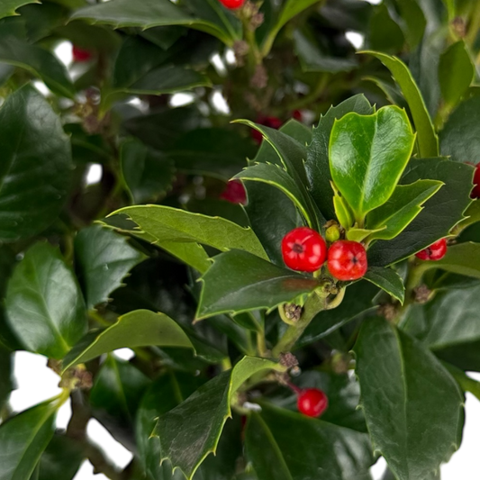 1 Holly Heckenfee Standard Tree – Outdoor Garden Ready, Supplied Fresh in 5L Pot