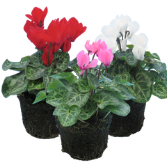 Cyclamen Growers Selection | 3 or 6 1L Pots