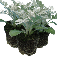 Cineraria Silverdust | 3 or 6 1L Pots