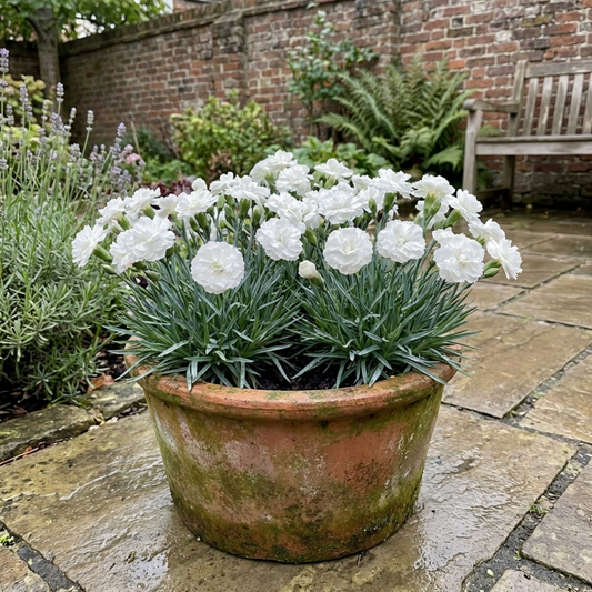 Set of 3 Large Plants - Dianthus Oscar White, Outdoor Garden Ready