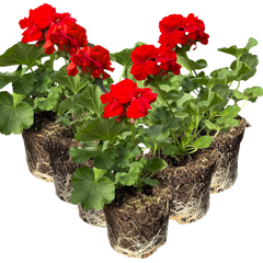 Geranium Toscana Senna | 3 or 6 1L Pots