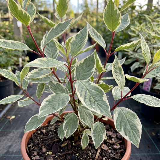 Cornus Alba Elegantissima Variegated Dogwood Shrub, Hardy Garden Ready, Litre Root Ball