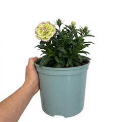 1 Cocktail Pink Dianthus Mojito Plant, Hardy Fragrant Summer Garden Perennial, 5 Litre Root Ball