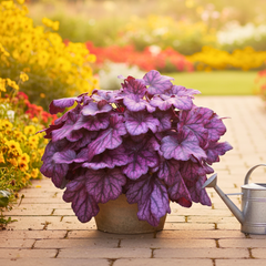 Heuchera Wild Rose | 2L Pots
