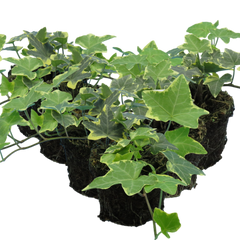 Hedera Helix Silver Variegated | 3 or 6 1L Pots