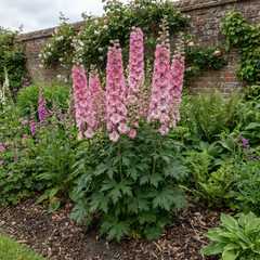 1 Delphinium Pixie Rose Rocket Hardy Perennial Plant, Cottage Garden Summer Flowering, 19cm Root-Ball