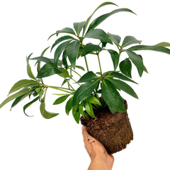 Hellebore Foetidus | Large 2L Pot