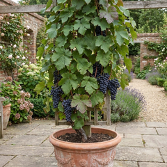 Grape Vitis Attiki Black Grapevine Plant, Hardy Outdoor Garden Ready, 3 Litre Root Ball