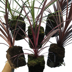 Cordyline Collection | 3 or 6 1L Pots