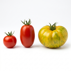 Set of 3 or 6 Large Plants - Tomato Growers Selection Variety, Outdoor Garden Ready, 10.5 cm