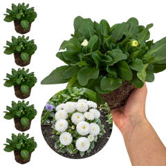 Bellis Habanera White | 3 or 6 1L Pots