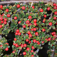 Cotoneaster Horizontalis | 2L Pots