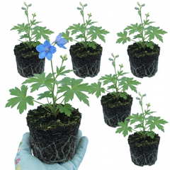 Set of 3 or 6 Delphinium Pacific Giants Blue Bird Hardy Perennial Plants, Tall Cottage Garden Flowers, Outdoor Garden Ready, 1 Litre Root-Ball