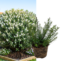 1 Large, Garden Ready Plant - Hebe Champagne (Shrubby Veronica), 17cm / 2L Pot