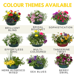 7 Colour Coordinated Plants - Brilliant Bling Theme Speedplanter, Garden Ready
