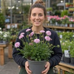 1 Scabious Pink Mist Pincushion Flower, Hardy Perennial for Cottage Garden, 2 Litre Root-Ball