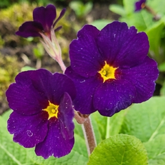 Polyanthus Stella Pheasant Eye | 3 or 6 1L Pots