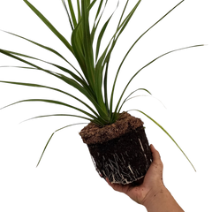 Cordyline Peko