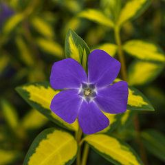 Vinca Minor Illumination | 2L Pot