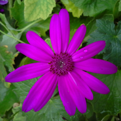 Senetti Magenta, Outdoor Garden Ready, 2L Pot