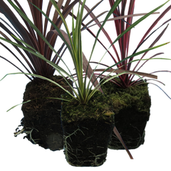 Cordyline Collection | 3 or 6 1L Pots