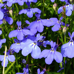 Lobelia Hot WaterBlue Improved | 3 or 6 1L Pots