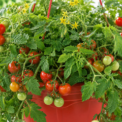 1 Tumbling Tom Red Trailing Tomato Plant, Outdoor Garden Ready, 25cm Root Ball, Hanging Basket