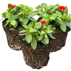 Calibrachoa Cabaret Early Orange | 3 or 6 1L Pots