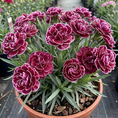 1 Carnation Capitan Colon Dianthus Plant, Summer Flowering Hardy Perennial, 2 Litre Root Ball